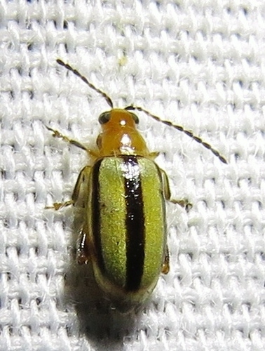 Texas Systena