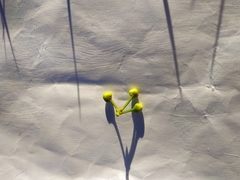 Laurus nobilis