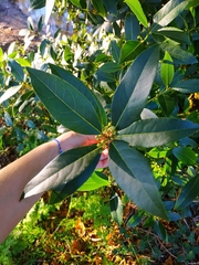 Laurus nobilis