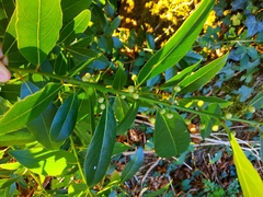 Laurus nobilis