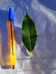 Laurus nobilis