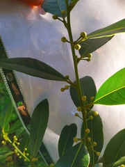 Laurus nobilis