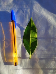 Laurus nobilis