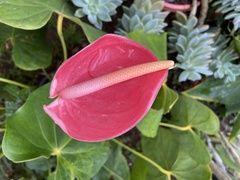 Anthurium andraeanum