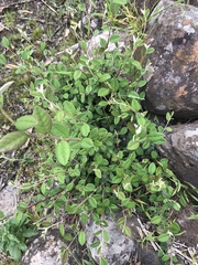 Cotoneaster glaucophyllus