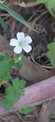 Geranium brevicaule