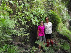 Brachyglottis turneri