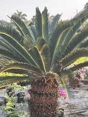 Tracheophyta