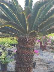 Tracheophyta