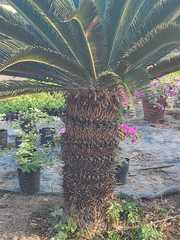 Tracheophyta