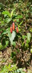 Fuchsia microphylla