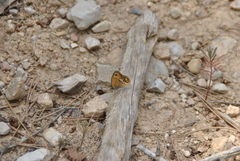 Coenonympha dorus