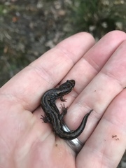 Desmognathus carolinensis