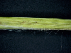 Dichanthelium boreale