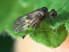 Peripsocus