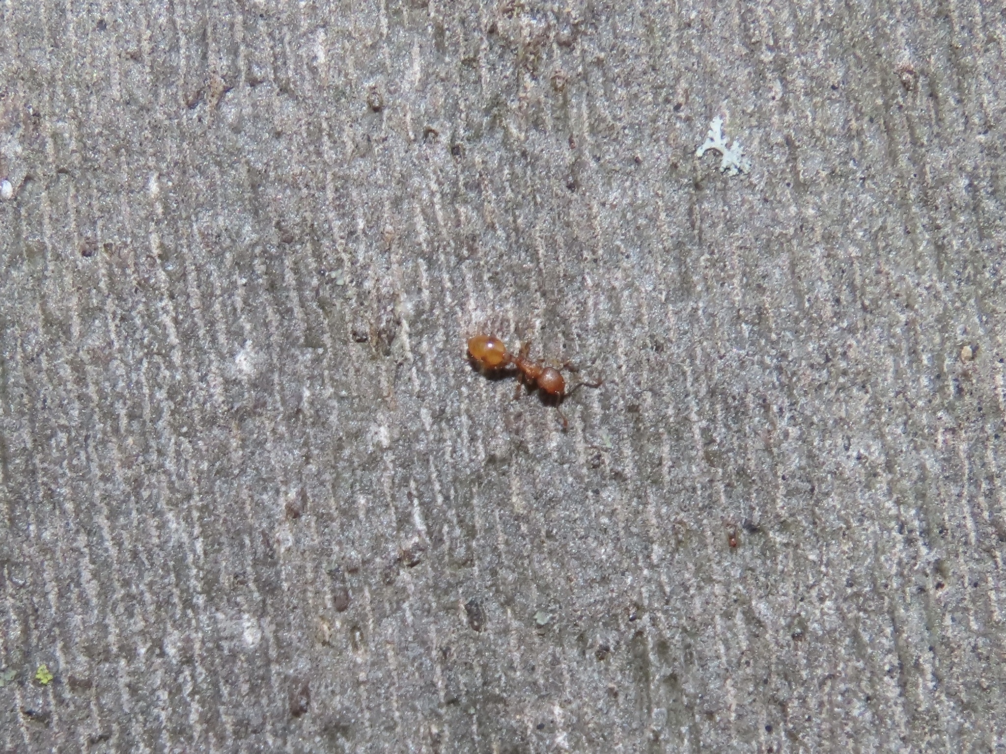 Temnothorax curvispinosus