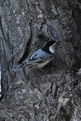 Sitta carolinensis