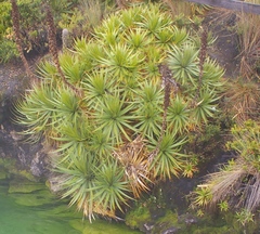 Puya ochroleuca