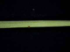 Dichanthelium boreale