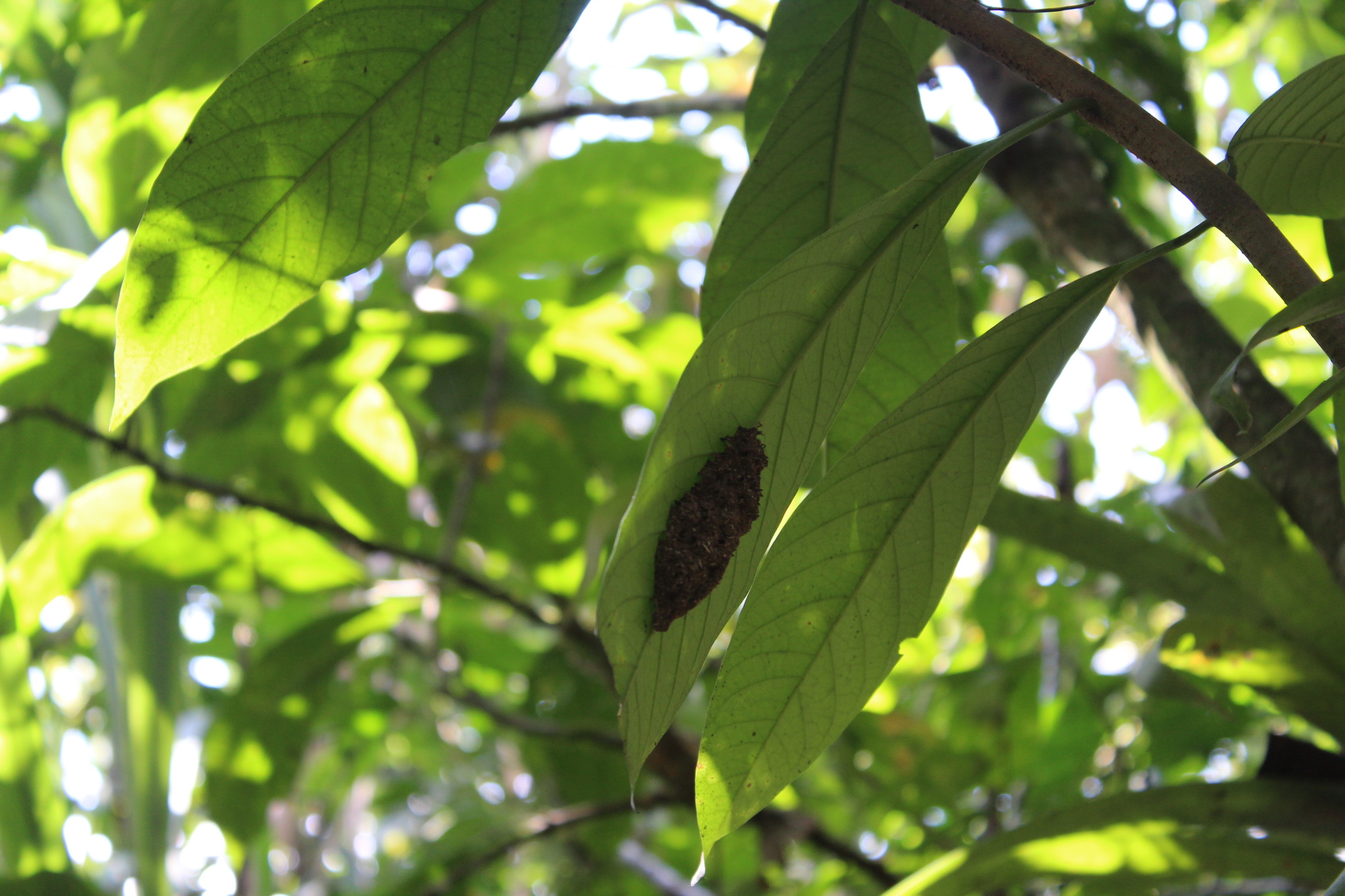 Apterostigma