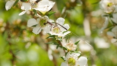 Gasteruption longicolle