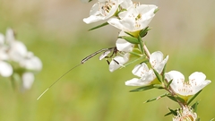 Gasteruption longicolle