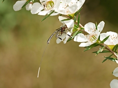 Gasteruption longicolle