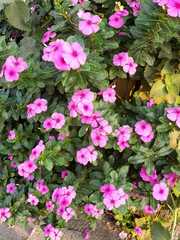 Catharanthus roseus