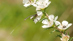 Gasteruption longicolle