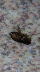 Ctenocephalides canis