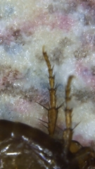 Ctenocephalides canis