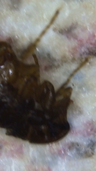 Ctenocephalides canis