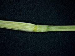 Dichanthelium boreale