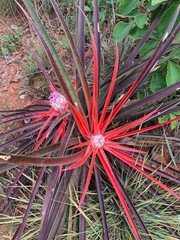 Bromelia balansae