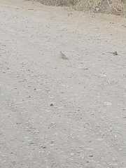 Aves