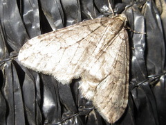 Operophtera relegata