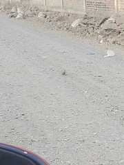 Aves