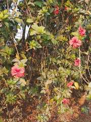 Hibiscus