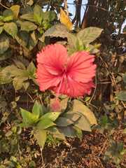 Hibiscus
