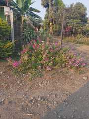 Magnoliopsida