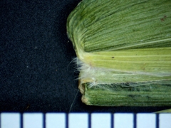 Dichanthelium boreale