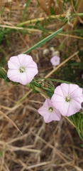 Convolvulus angustissimus