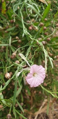 Convolvulus angustissimus