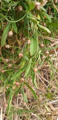 Convolvulus angustissimus