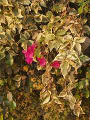 Bougainvillea