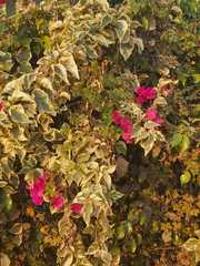 Bougainvillea