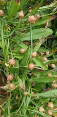 Convolvulus angustissimus