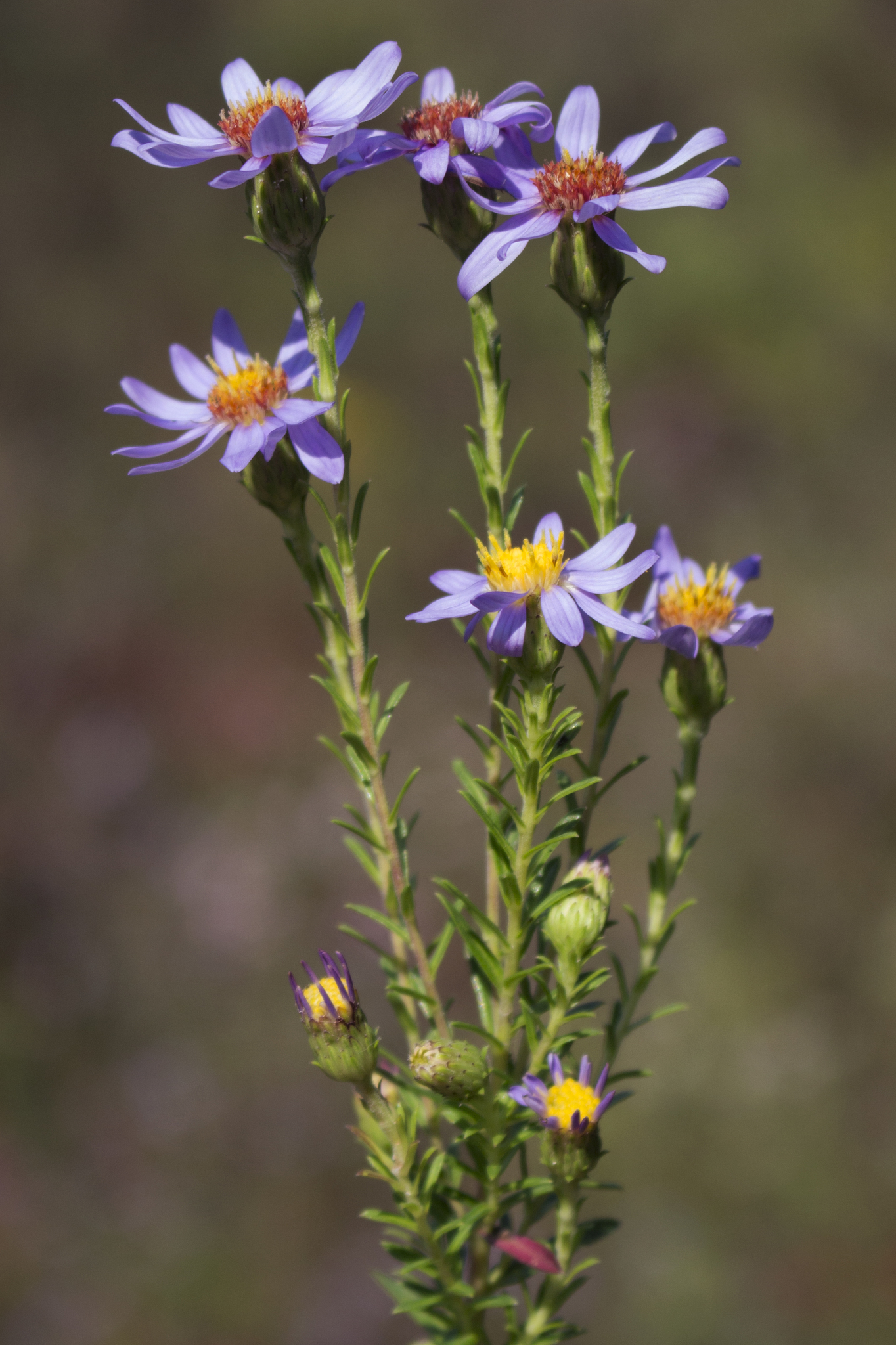 Ionactis linariifolia