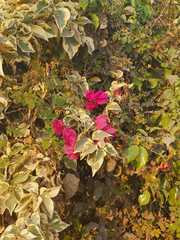 Bougainvillea