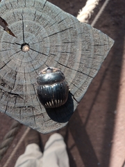 Dichotomius carolinus